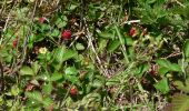 Tour Wandern Aywaille - Balade aux coquelicots digitales et fraises des bois à partir du château de Harzé - Photo 16