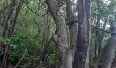Trail Walking La Trinité - Forêt de l'anse spourtoune  - Photo 6