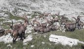 Tocht Noords wandelen Villard-de-Lans - Deux Soeurs - Photo 4