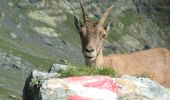 Tour Zu Fuß Valbondione - Sentiero Basso Brunone-Coca - Photo 3