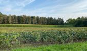 Tour Wandern Oud-Heverlee - Vaalbeek - Forêt de Meerdal - Photo 9