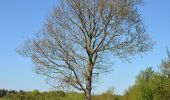 Tocht Te voet Fockbek - Rundweg Fockbeker Moor - Photo 7