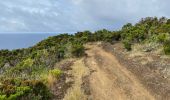 Tour Wandern Horta (Angústias) - Horta, Faial: Monte Queimado et Monte da Guia (PRC 08 FAI) - Photo 15