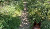 Trail Walking Rieux-Volvestre - La Garonne rieux Volvestre dans le 31 - Photo 3