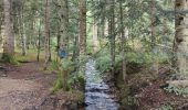 Tour Wandern Chalmazel-Jeansagnière - Au dessus de Chalmazel  - Photo 5