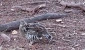 Tour Wandern Ville de Saguenay - parc de Chicutimi - Photo 1