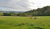 Tour Wandern Hotton - -13- Bois de Hampteau - Photo 3