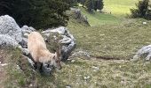 Trail Walking La Roche-sur-Foron - GLIERES / BORNES: LE CHENET - SUR COU - COL DU FREU - ROCHE PARNAL - COL DU CABLE - BALME - Photo 12