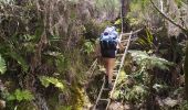 Percorso Marcia Salazie - Tour du Piton des Neiges par le petit GRR1 / J4 - Photo 3