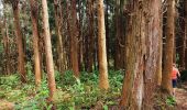 Trail Walking Saint-Louis - Le tapage  piton cabris retour via bras patate - Photo 2