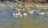 Trail Walking Houyet - Houyet - Domaine Royal & Golf - Photo 5