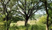 Tocht Stappen Chaudfontaine - La balade du charbon   - Photo 6