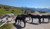 Trail Walking Urtijëi - St. Ulrich in Gröden - Ortisei - Raschötz Alm - Photo 10