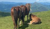 Tocht Stappen Itxassou - Mondarrain Gorospil en boucle retour par GR10 - Photo 5