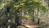 Randonnée Marche Braine-l'Alleud - 68.744 Bois Seigneur Isaac - Promenade du Chateau  - Photo 8