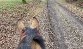 Trail Horseback riding Saint-Martin - Tivio selle western  - Photo 1