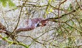 Randonnée Marche Rochefort - Parc Animalier de Han - Photo 6