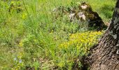 Trail Walking Belgentier - Pas de Belgentier  - Photo 6