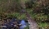Trail Walking Lierneux - Promenade vers la réserve naturelle de Colanhan (8km)  - Photo 14