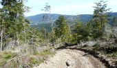 Randonnée Marche Chabreloche - Chabreloche - Les bois noirs - Photo 6