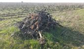 Percorso Trekking con gli asini Vouvray - ballade dans les vignes - Photo 2