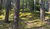 Tour Wandern Chalmazel-Jeansagnière - Au dessus de Chalmazel  - Photo 3