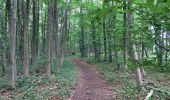 Trail On foot Meinhard - RW 5 Wolfstisch - Photo 10