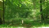 Randonnée Marche Tracy-le-Mont - en forêt de Laigue_2_Le Petit Octogone et l'Octogonet - Photo 13