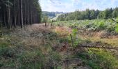 Excursión Senderismo Paliseul - petit tour avec Sirius par les anciennes poubelles  - Photo 2