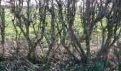 Trail On foot Poperinge - Zevekotepad Reningelst - Photo 6