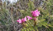 Tour Wandern Quiroga - Laguna de Cuicocha - Photo 15