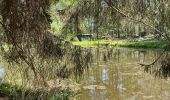 Trail Walking Anderlues - BE-Anderlues - Le Bois du Baron - Tour des Etangs - Photo 9