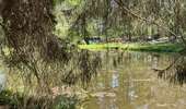 Trail Walking Anderlues - BE-Anderlues - Le Bois du Baron - Tour des Etangs - Photo 9