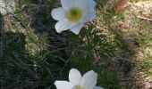 Tour Wandern Gresse-en-Vercors - Gresse en Vercors - Croix de Somme Longue - Photo 5