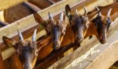 Tour Wandern Durbuy - SityTrail - Ozo-Izier - Boucle immersive agricole et touristique - A la découverte des fromages d'Ozo - Photo 4