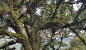 Randonnée Marche Baños de Agua Santa - Baños - Casa del Arbol - Photo 9