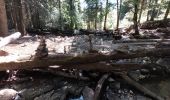 Tocht Stappen Menétrux-en-Joux - CASCADES DU HERISSON DEPUIS MENETRUX-EN-JOUX - Photo 13