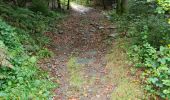 Tour Wandern Paliseul - boucle Cul du Péreu par le Pont de Prêtre par le Pont de Prêtre  - Photo 13