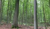 Percorso Marcia Auderghem - Oudergem - Bouclette des fougères  - Photo 1