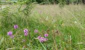 Trail Walking Orcines - Ballade au Puy de Cōme - Photo 2