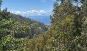 Randonnée Marche Prazeres - Levada Nova - de Prazeres a Calheta - Photo 3