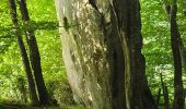 Randonnée Marche Nogent-le-Bernard - Nogent-le-Bernard - Menhir de Courtevrais - Photo 19