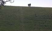 Trail Walking Ougney - Ougney - Photo 8