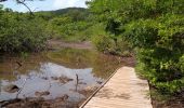 Trail Walking La Trinité - Presqu'île de la Caravelle 🌡️ - Photo 1