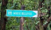 Trail Walking Gros-Morne - Fond St Denis-morne  bellevue-perou-morne bellevue- Fond St Denis   - Photo 1