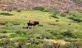 Excursión Senderismo Zicavo - Matsala Incudine - Photo 8