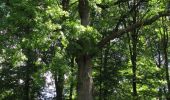 Tocht Stappen Rethondes - en forêt de Laigue_8_06_2020_les Routes des Bonshommes, de la Trouée des Bonhommes_Route forestière de Sainte-Croix - Photo 19
