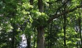 Randonnée Marche Rethondes - en forêt de Laigue_8_06_2020_les Routes des Bonshommes, de la Trouée des Bonhommes_Route forestière de Sainte-Croix - Photo 19