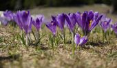 Percorso A piedi Sconosciuto - Cabana Curmătura-Vf. Piatra Mică-traseul BG - Photo 9