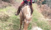 Trail Horseback riding Baccarat - Chez Alex mercredi 21 février 24 Mirador  - Photo 16